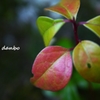 紅葉詰め合わせ ＜1-3＞
