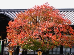八分咲き