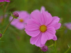 秋桜