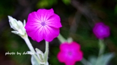 名誉の花 ＜3＞