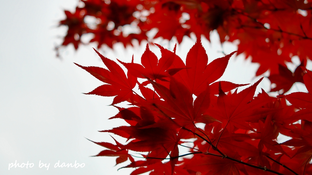 春紅葉 ＜3＞