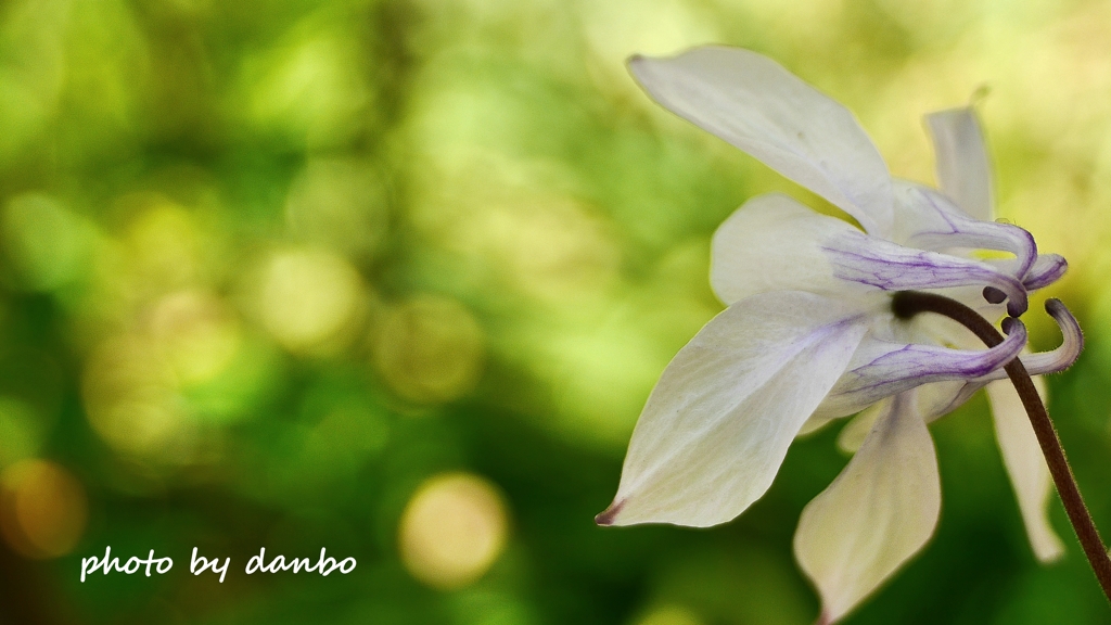 愚かと呼ばれる花 ＜2＞