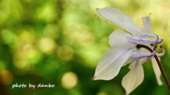 愚かと呼ばれる花 ＜2＞