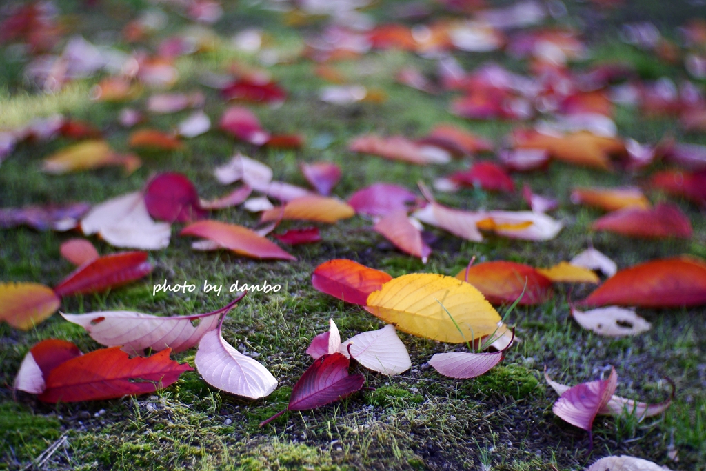 Fallen leaves　＜2＞