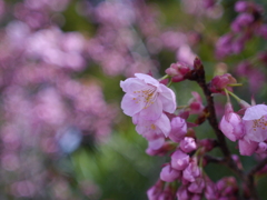 ピンクの桜２