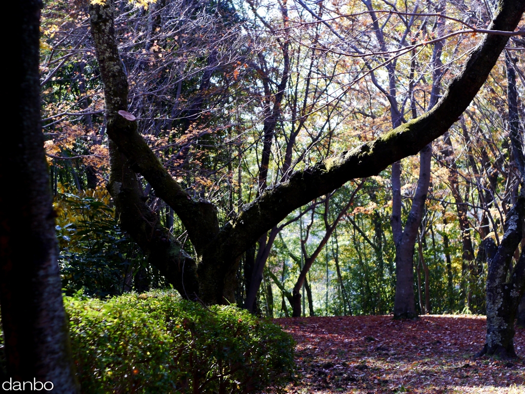 紅葉の頃にまたこーよー ver.3