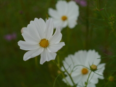 秋桜