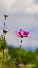 夏桜 ＜2＞