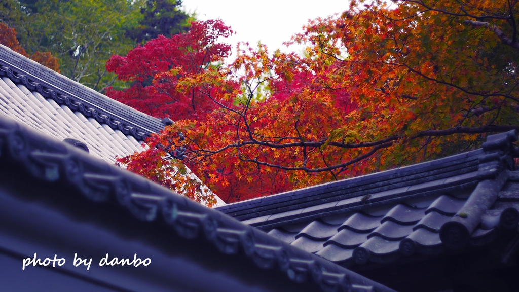 山門と紅葉 ＜4＞