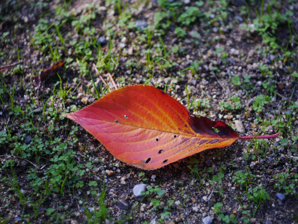 眼下の紅葉