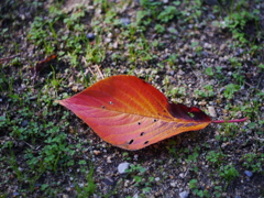 眼下の紅葉