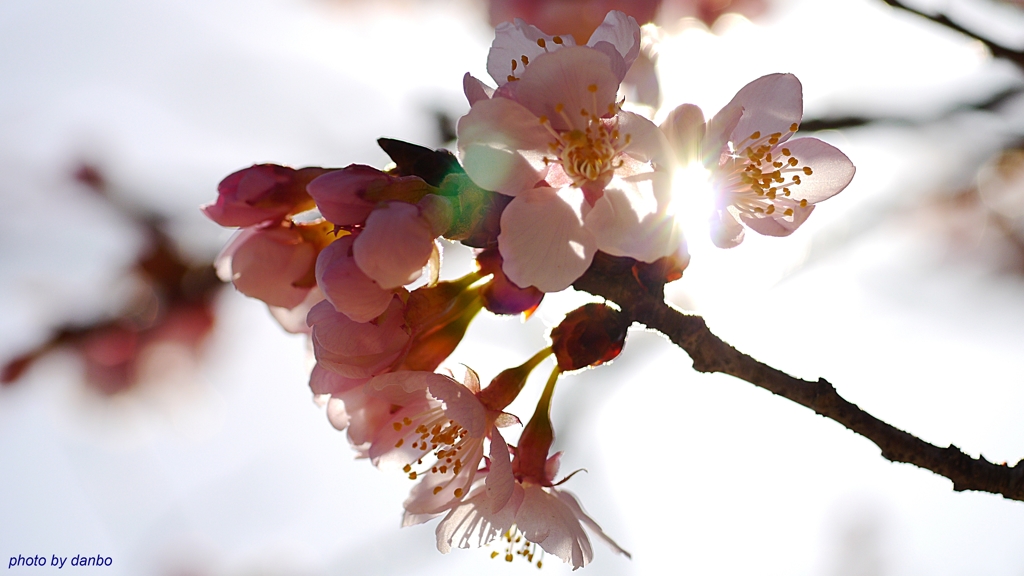 輝桜