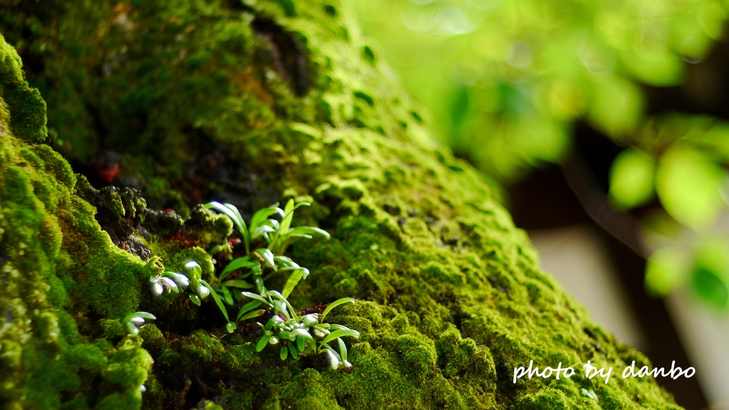 苔生す老木 ＜2＞