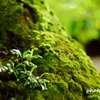 苔生す老木 ＜2＞
