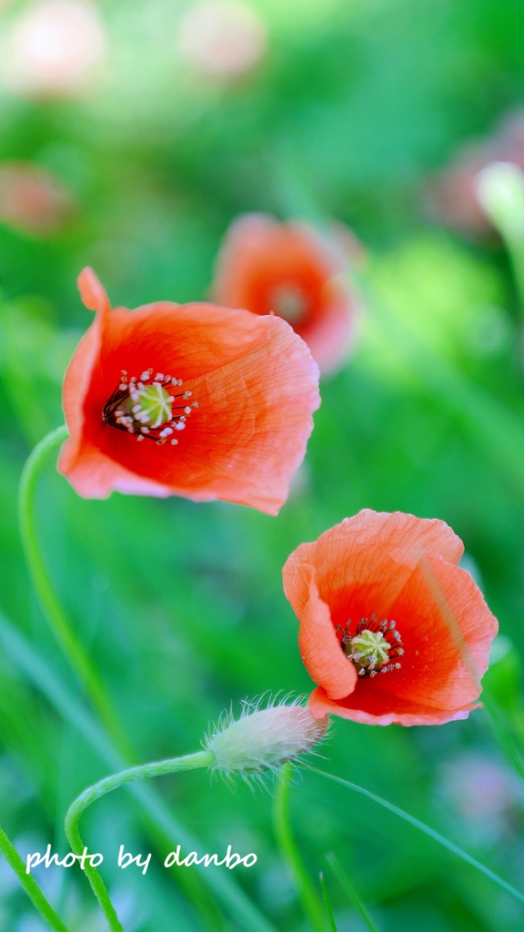 繁栄の花 ＜2＞