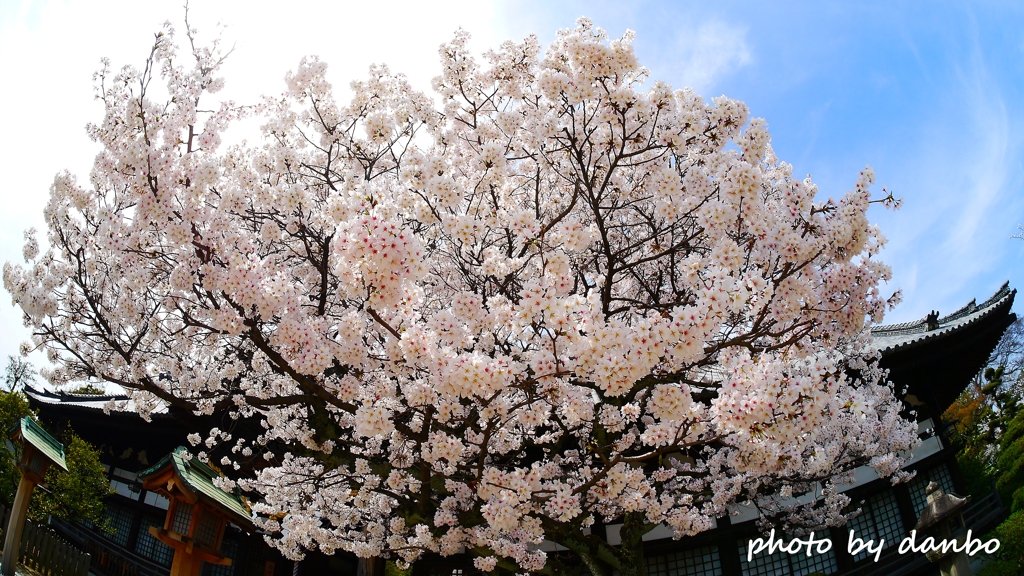 左近の桜 ＜1＞