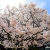 左近の桜 ＜1＞