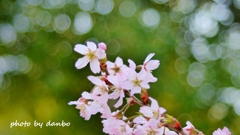 花を召しませ 召しませ花を！＜4＞