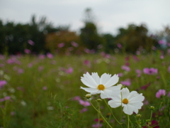 秋桜