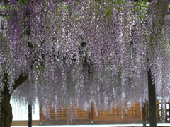 藤の花２