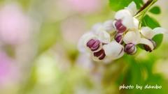 才能の花 ＜3＞