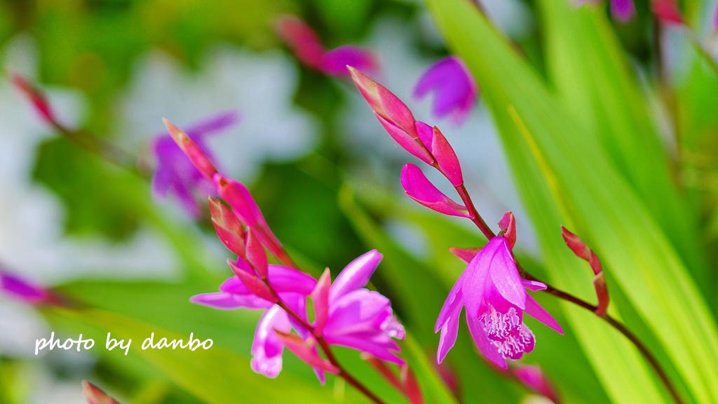 Spring Purple ＜3-2＞