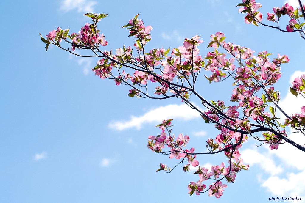 空と雲と花水木(一)