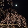 夜のさくら３