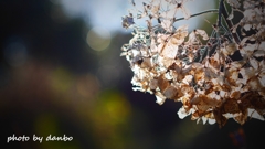 紫陽花変化 ＜7＞
