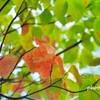花水木の秋色 ＜2＞