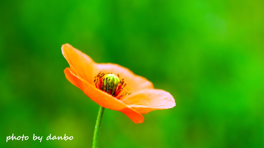 繁栄の花 ＜3＞