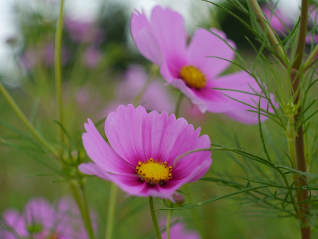 秋桜