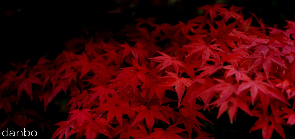 紅Ⅱ