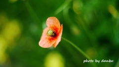 繁栄の花 ＜1＞