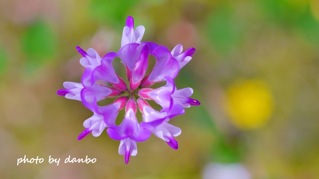 Spring Purple ＜6-3＞