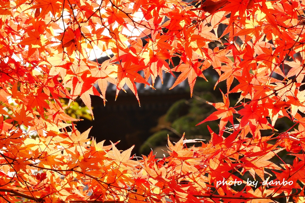 紅葉窓