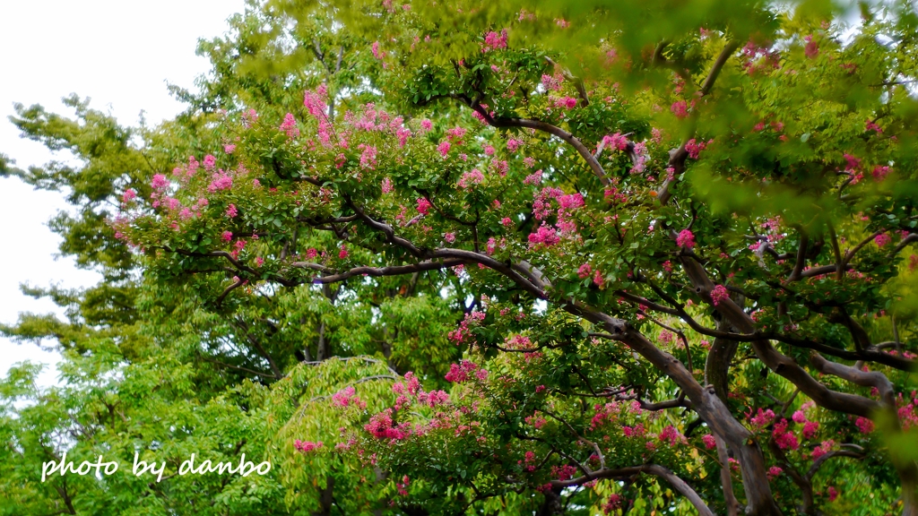 紅い花を百日咲かせる樹 ＜1＞