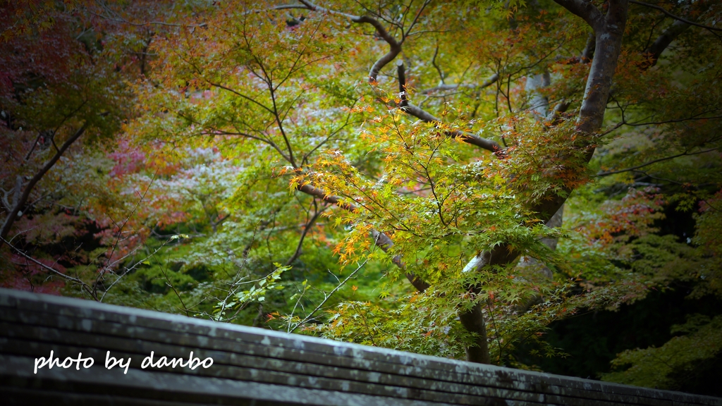 山門と紅葉 ＜5＞