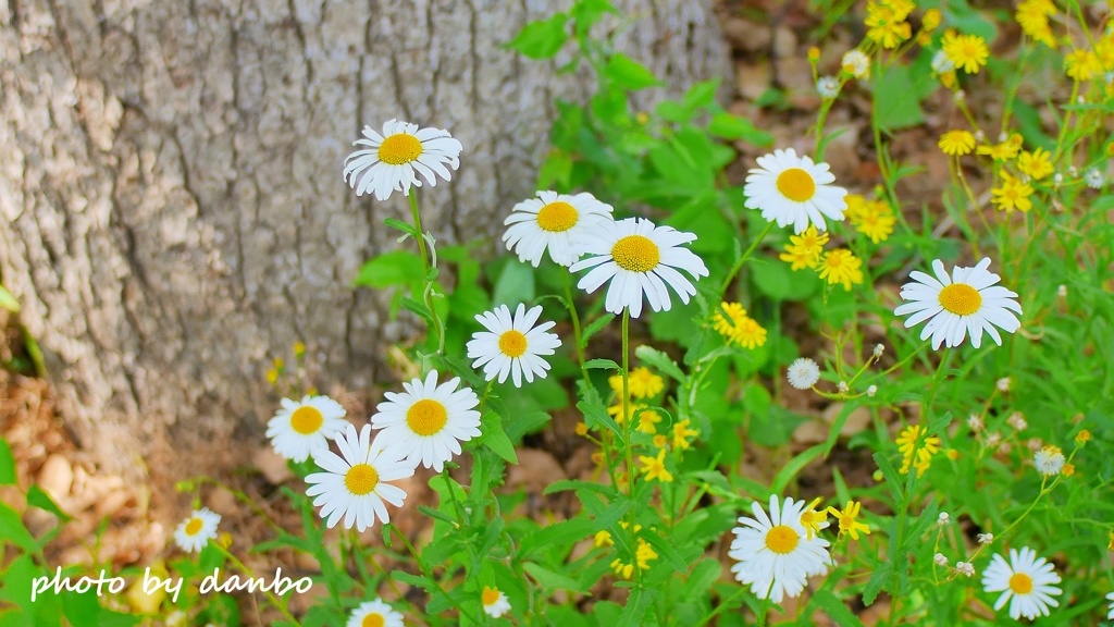 真珠の花 ＜3＞