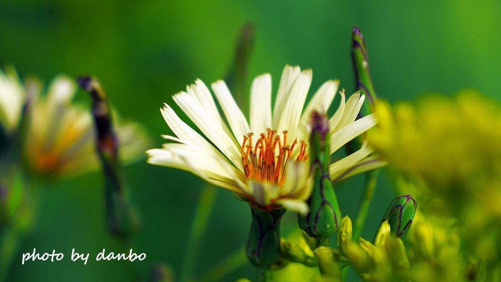 本当は心優しい謙虚な花 ＜3＞