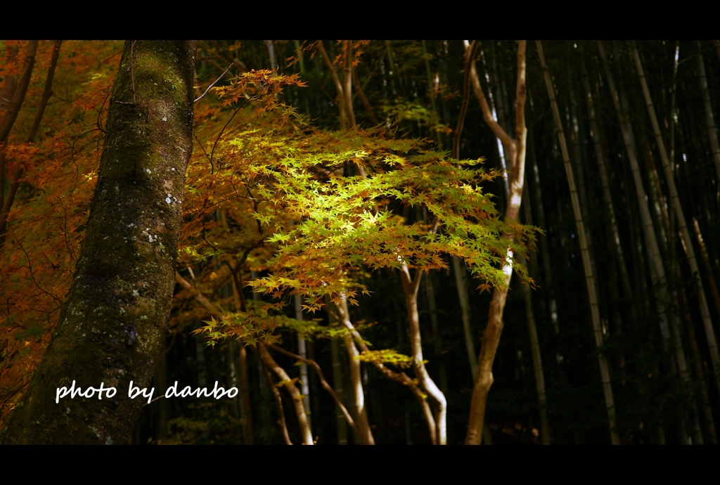 紅葉と竹林 (2)