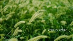 Foxtail Grass ＜1＞