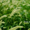 Foxtail Grass ＜1＞