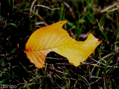紅くなりたかった