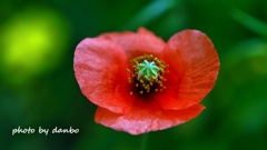 繁栄の花 ＜4＞