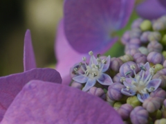 紫陽花