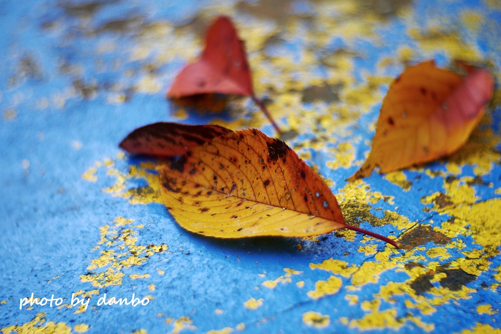 Fallen leaves　＜11＞ 「ブルーテーブル」