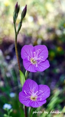 Spring Purple ＜8-2＞