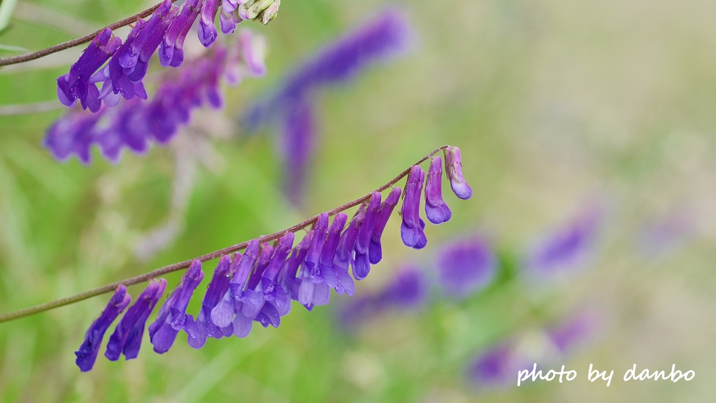 Spring Purple ＜13-1＞