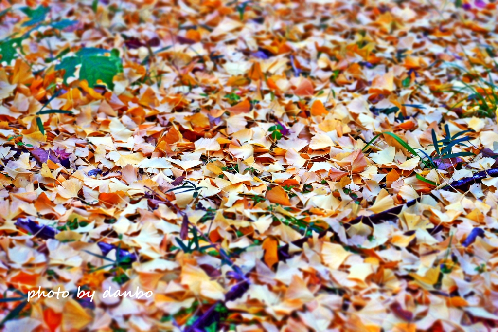 Fallen leaves　＜13＞ 「銀杏タイル」